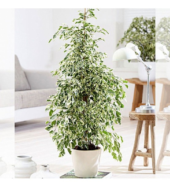 Ficus Benjamin Starlight